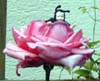 Marienkäferchen in Rose
