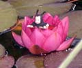 Marienkäferchen in Seerose