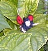 Marienkäferchen im Garten